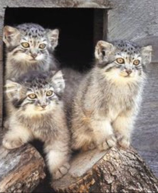 Illustration for article titled Notes from a Pallas Cat...